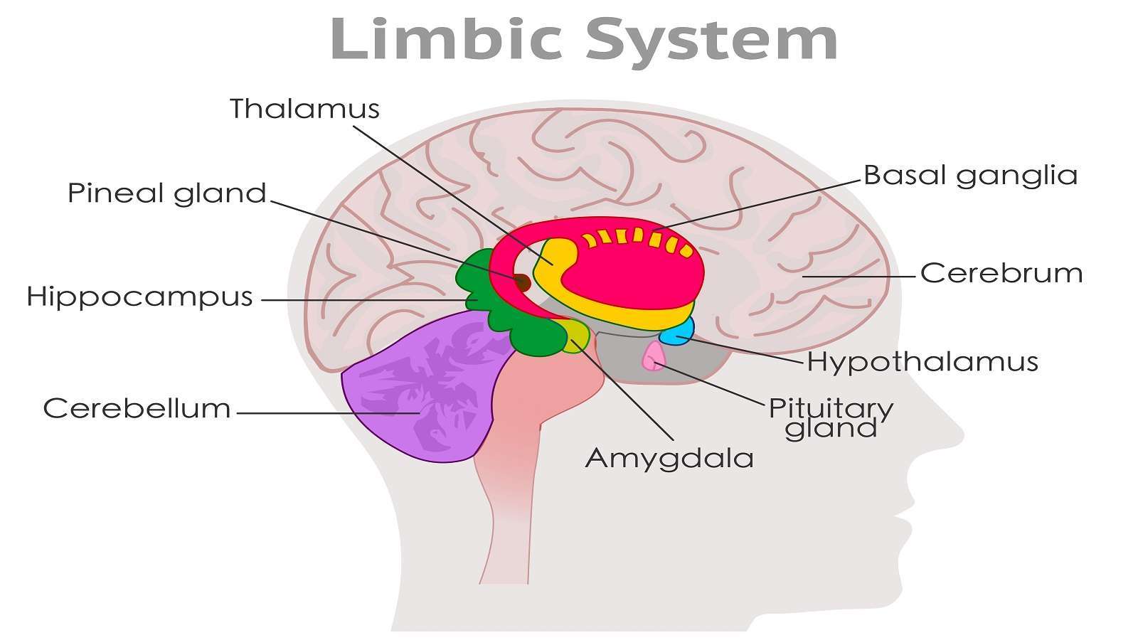 After brain. Short term Memory.